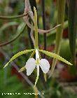 epidendrum falcatum