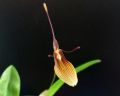 Restrepia trichoglossa