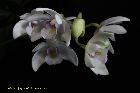 Dendrobium Kingianum var. Alba