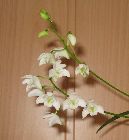 Dendrobium kingianum