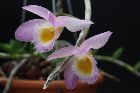 Dendrobium  loddigesii