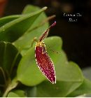 restrepia condorensis