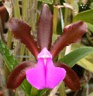 cattleya bicolor