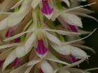 dendrobium amethystoglossum