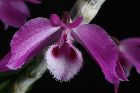 Dendrobium parishii