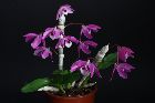 Dendrobium parishii