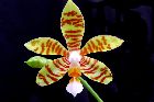 Phalaenopsis fasciata