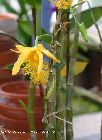 dendrobium brymerianum