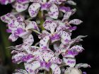 Rhynchostylis gigantea