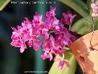 Rhynchostylis gigantea var rubrum