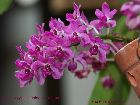 Rhynchostylis gigantea var rubrum