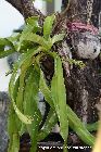 Rhynchostylis gigantea