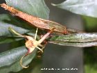 Den. tetragonum : pseudobulbes