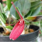 restrepia sanguinea