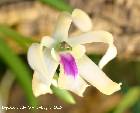 leptotes bicolor