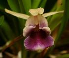 cochleanthes discolor
