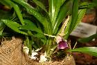 Cochleanthes discolor - Plante