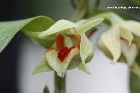 Dendrobium cruentum