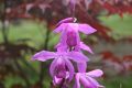 Bletilla striata