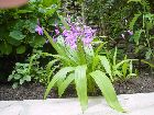 Bletilla striata