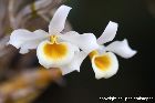 Dendrobium signatum