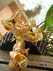 stanhopea wardii