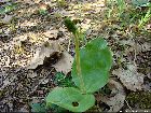 Listera ovata
