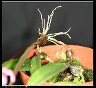 bulbophyllum auratum