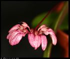 bulbophyllum auratum