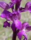 anacamptis morio