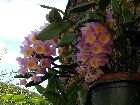 dendrobium amabile