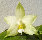 Phalaenopsis bellina var alba
