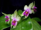 Phalaenopsis bellina