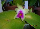 phalaenopsis bellina