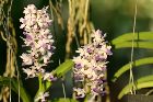 Rhynchostylis coelestis