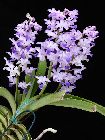 rhynchostylis coelestis