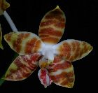 Phalaenopsis amboinensis J. J. Sm.