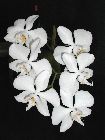 phalaenopsis amabilis
