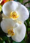 Phalaenopsis amabilis