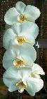 Hampe florale de Phalaenopsis amabilis en pleine floraison
