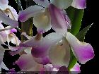 Dendrobium nobile