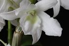 Dendrobium nobile var.virginianum