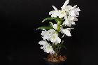 Dendrobium nobile var.virginianum