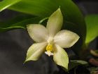 phalaenopsis violacea var alba