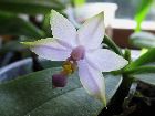 Phalaenopsis violacea var. coerulea