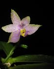 Phalaenopsis violacea var. coerulea