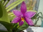 Phalaenopsis violacea origine Sumatra