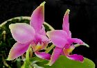 Phalaenopsis violacea