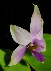 Phalaenopsis violacea coerulea