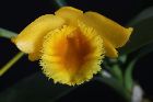 Dendrobium chrysotoxum